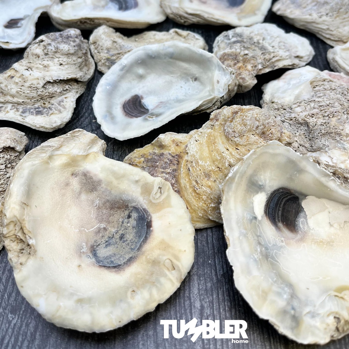 Oyster Shells for Crafts (20 pack)