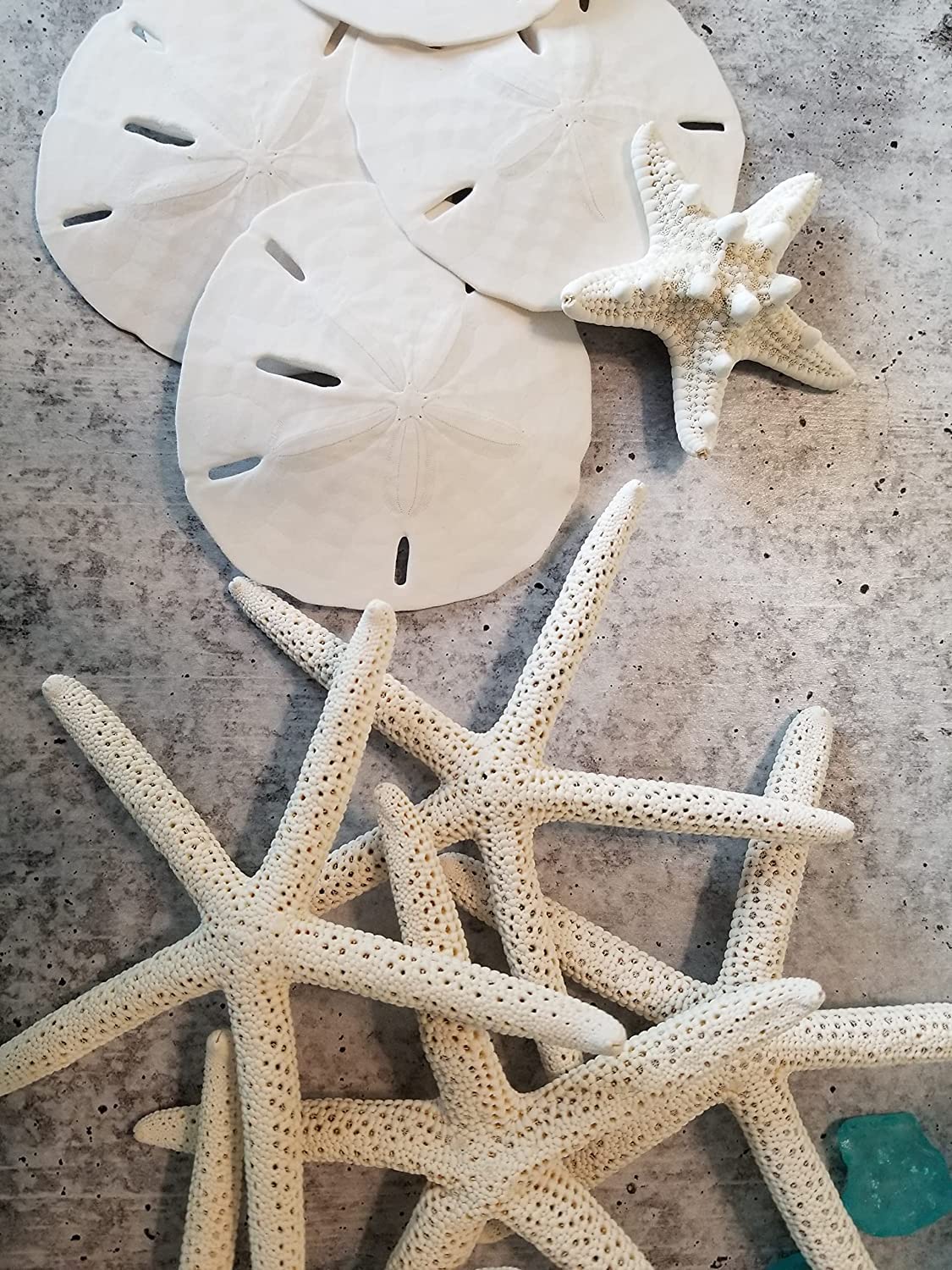 Florida Sand Dollars: 2" inch