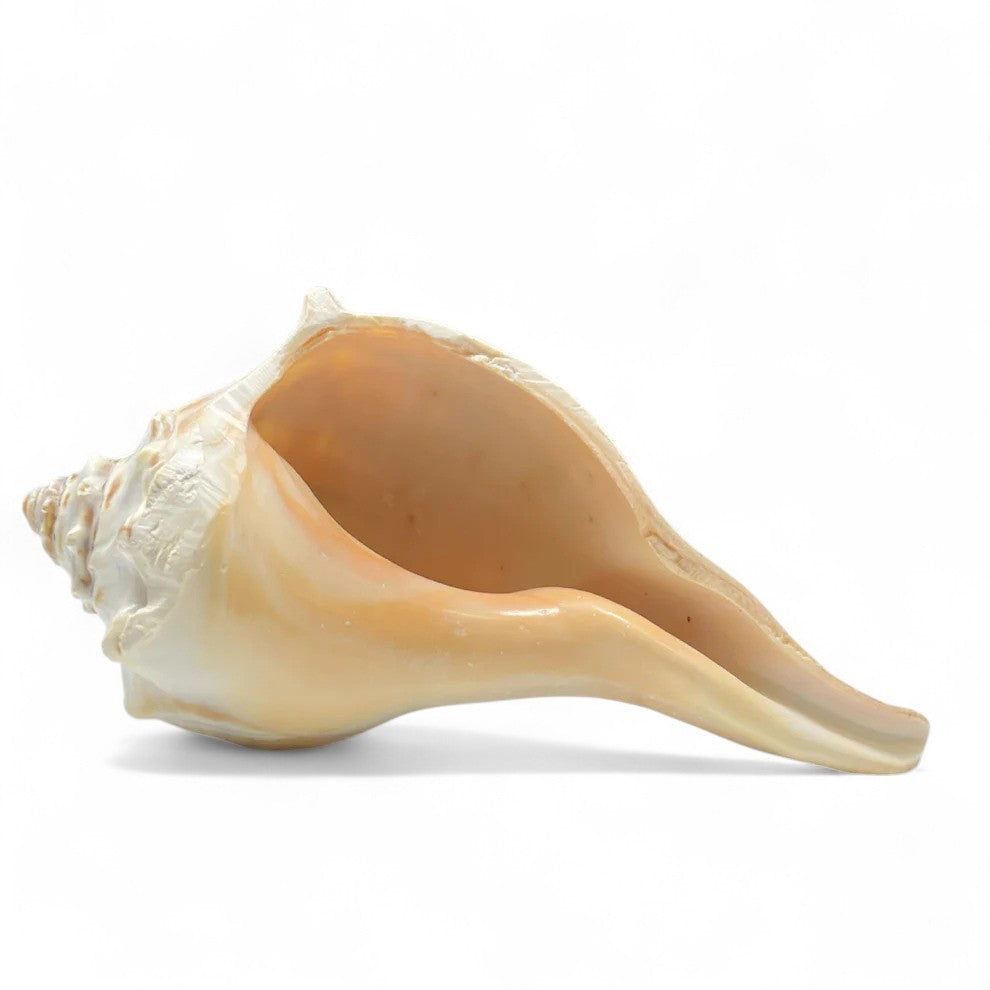 Atlantic Whelk Shell – Tumbler Home