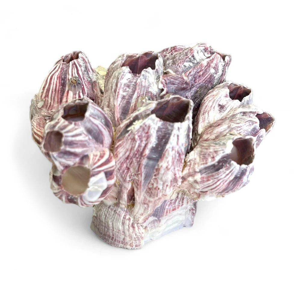 Barnacle Cluster for Aquariums & Decor