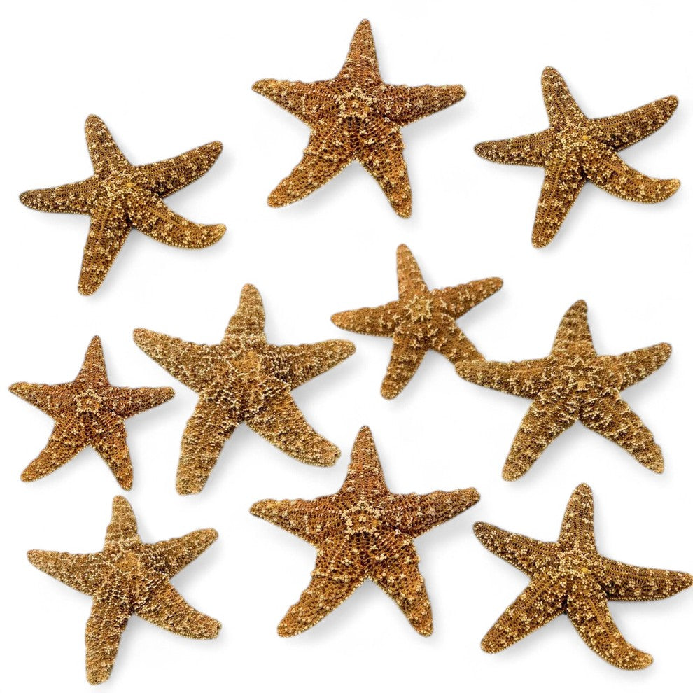 Real Sugar Starfish for Crafts & Decor