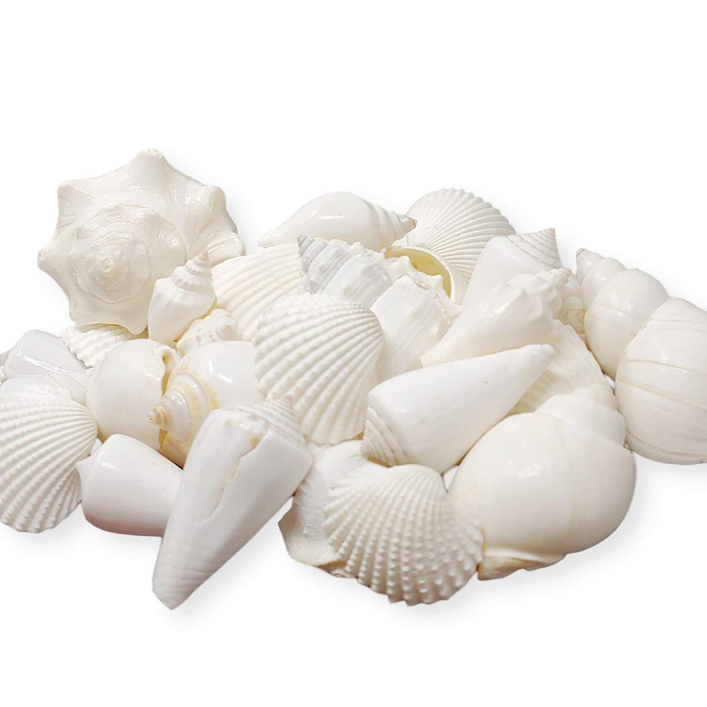 White Seashell Mix