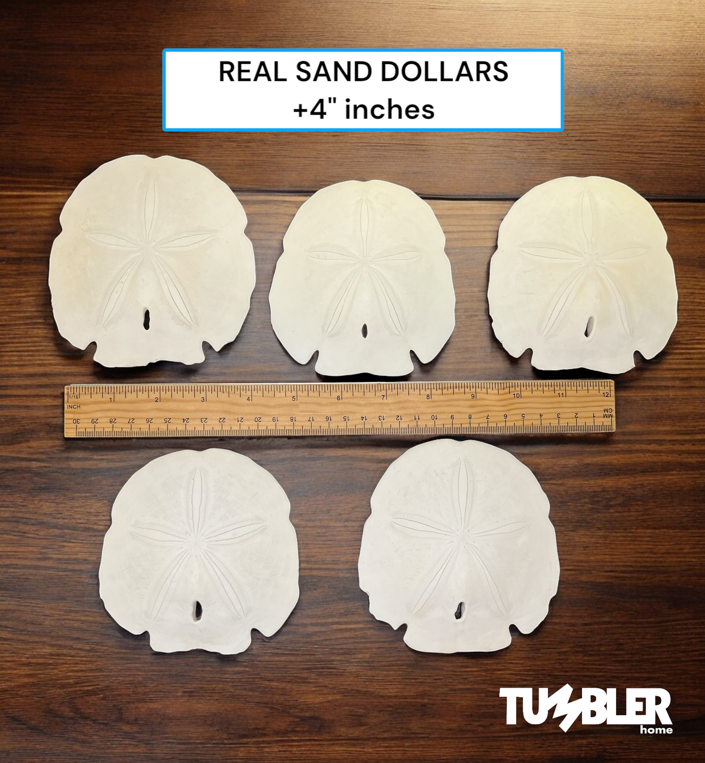 Florida Sand Dollars: 4" inch