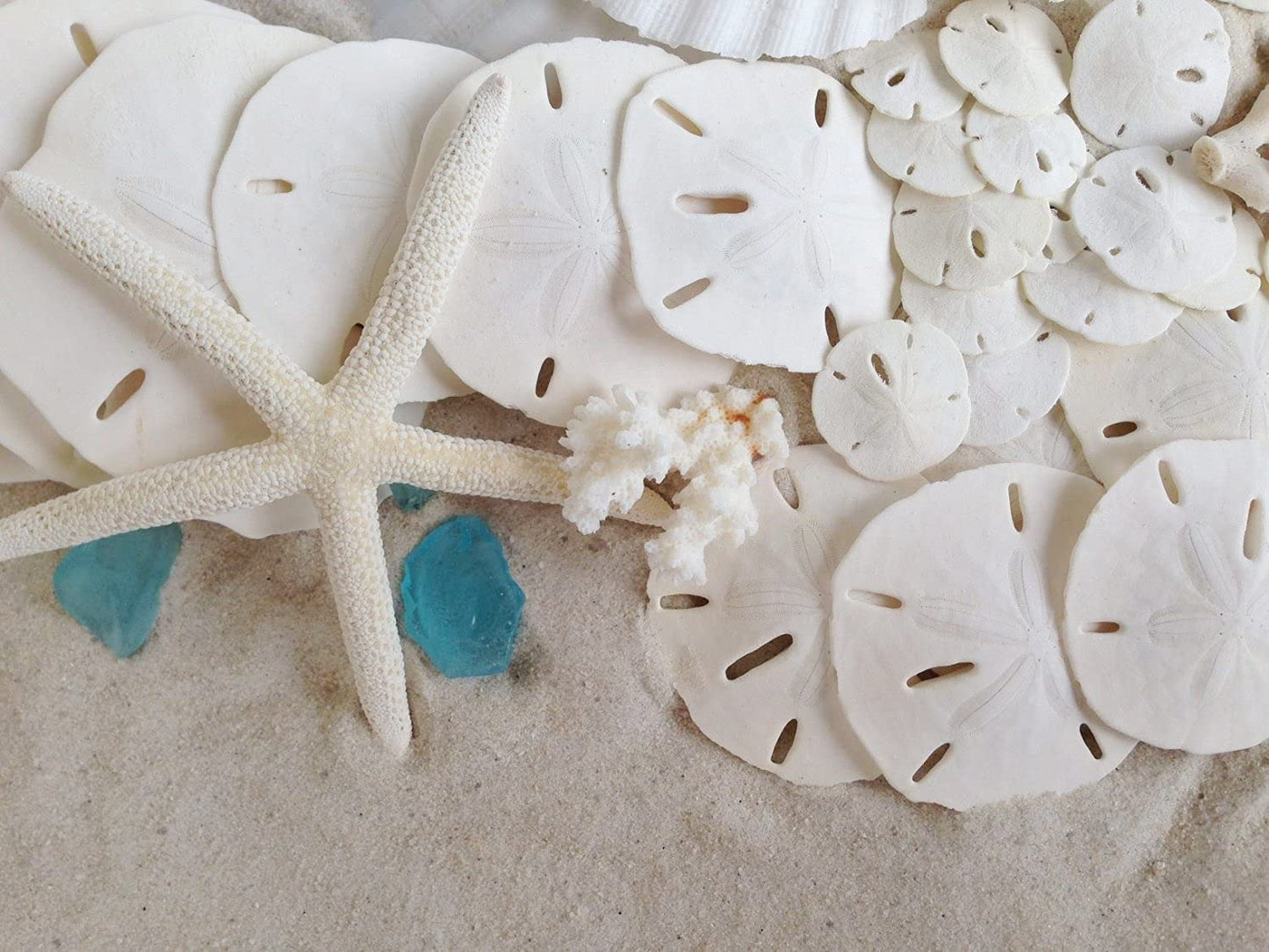 Florida Sand Dollars: 2.5" inch