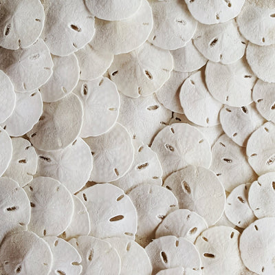 Florida Sand Dollars: 1.25