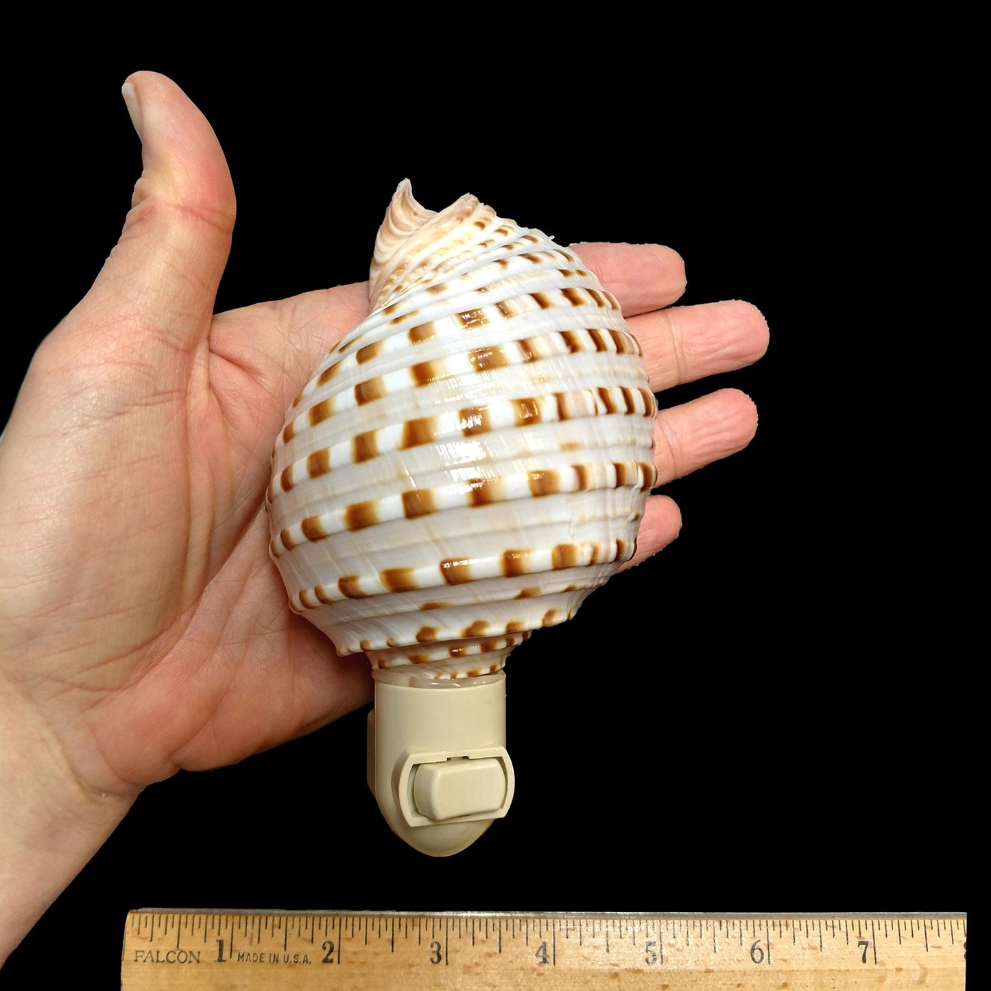 Real Shell Night Lights