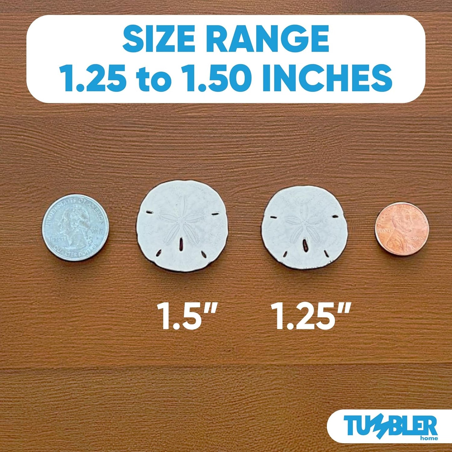 Florida Sand Dollars: 1.25" to 1.5 Inches