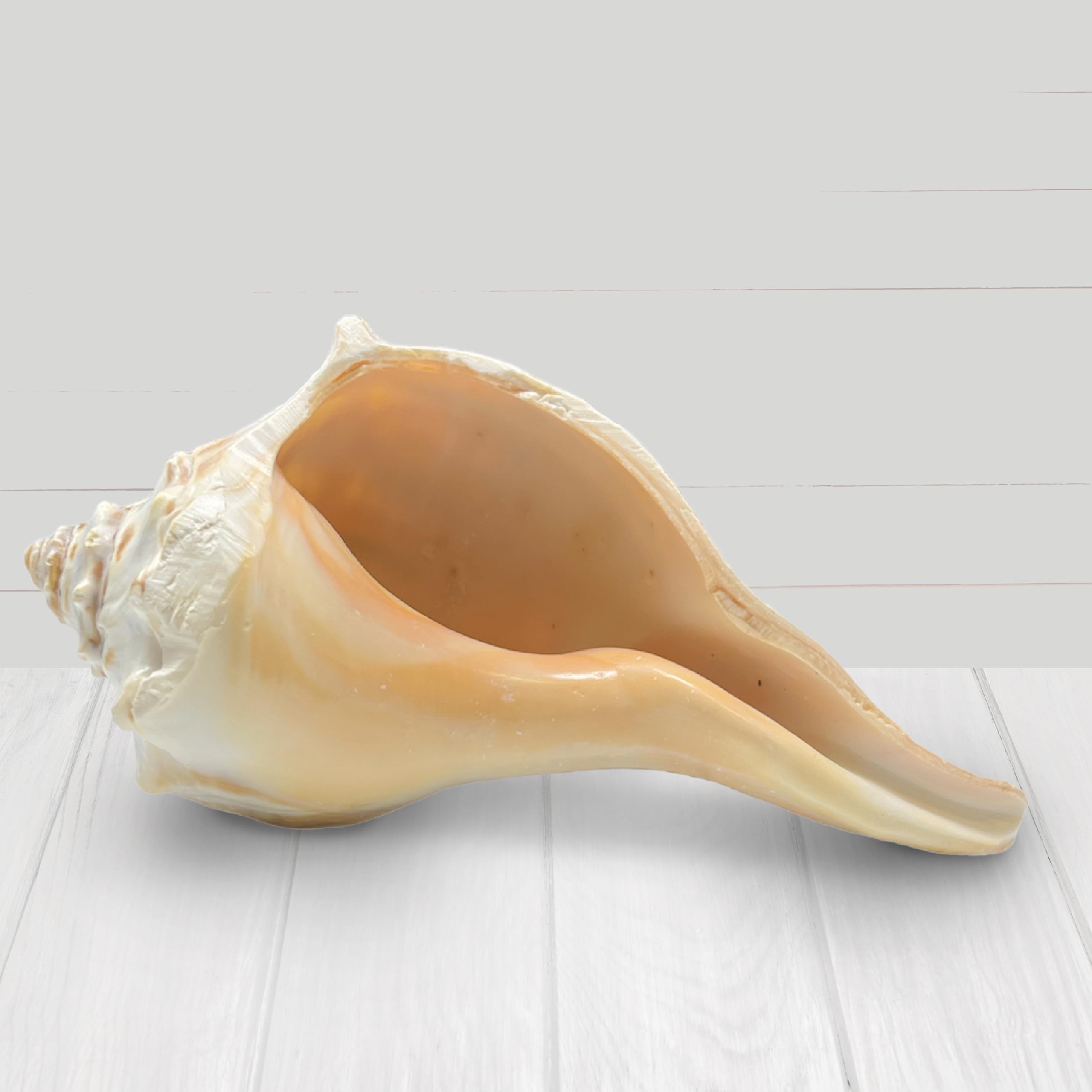 置物 atrantic whelk shell atrantic whelk shell