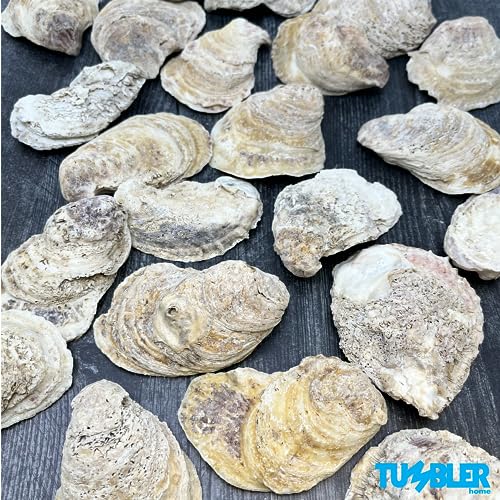 Oyster Shells for Crafts (20 pack)