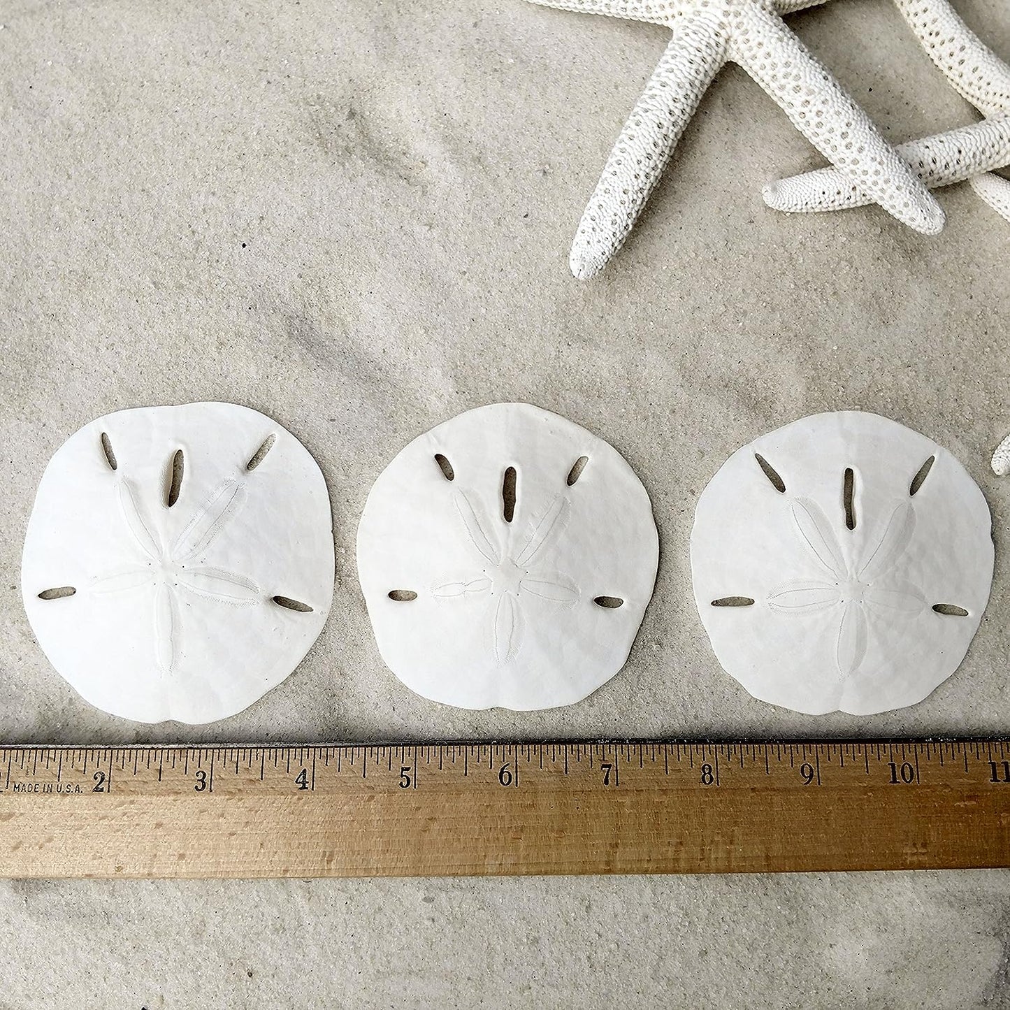 Sand Dollars & Starfish