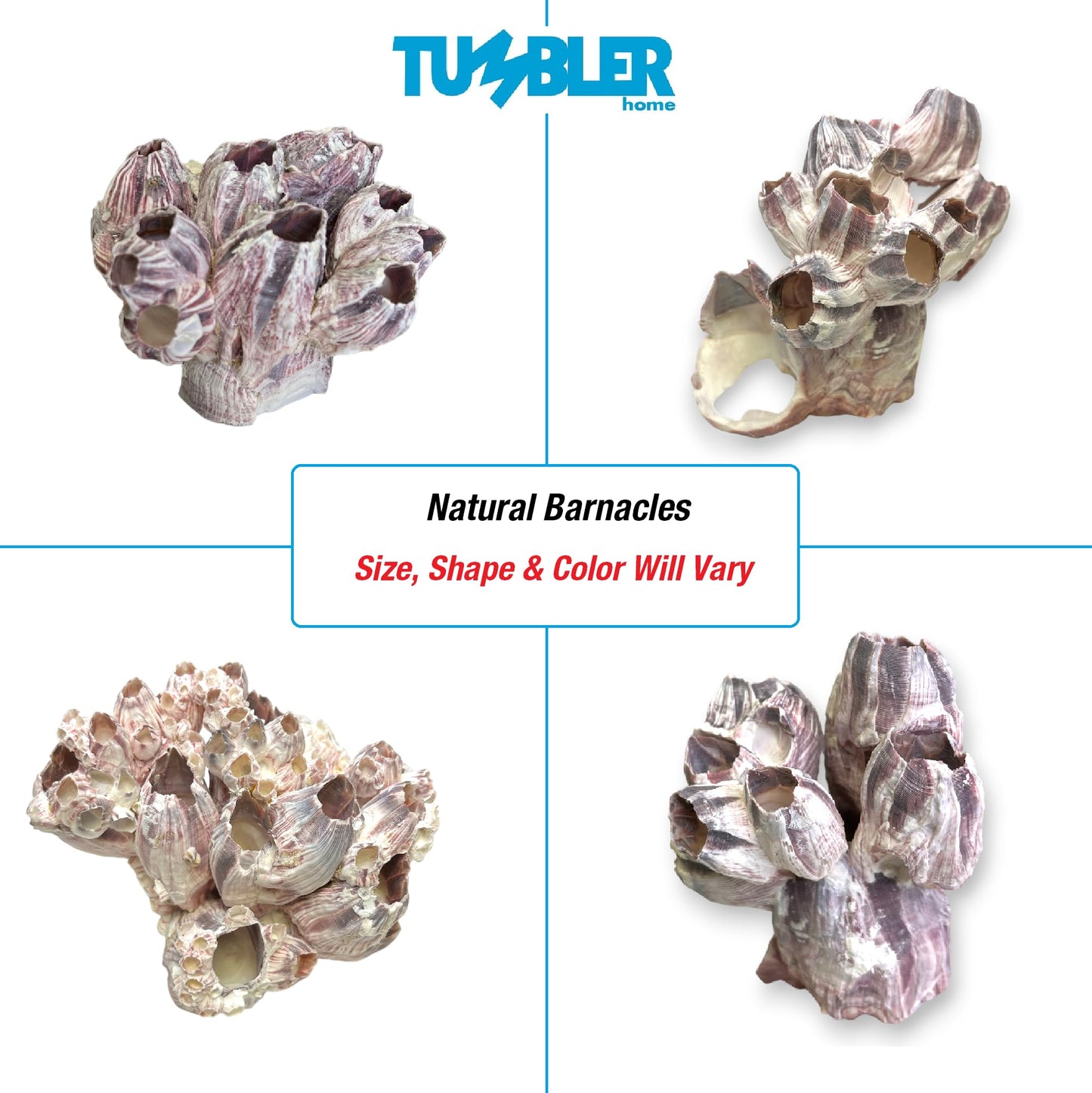 Barnacle Cluster for Aquariums & Decor