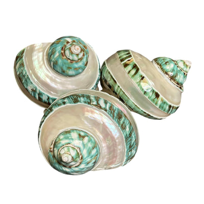 Large Turbo Shells - Jade With Pearl / 3