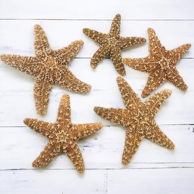Real Sugar Starfish for Crafts & Decor