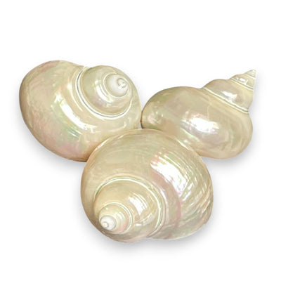 Large Turbo Shells - Pearled / 3