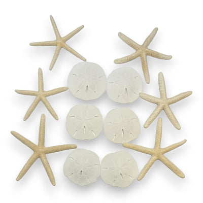 Sand Dollars & Starfish - 12