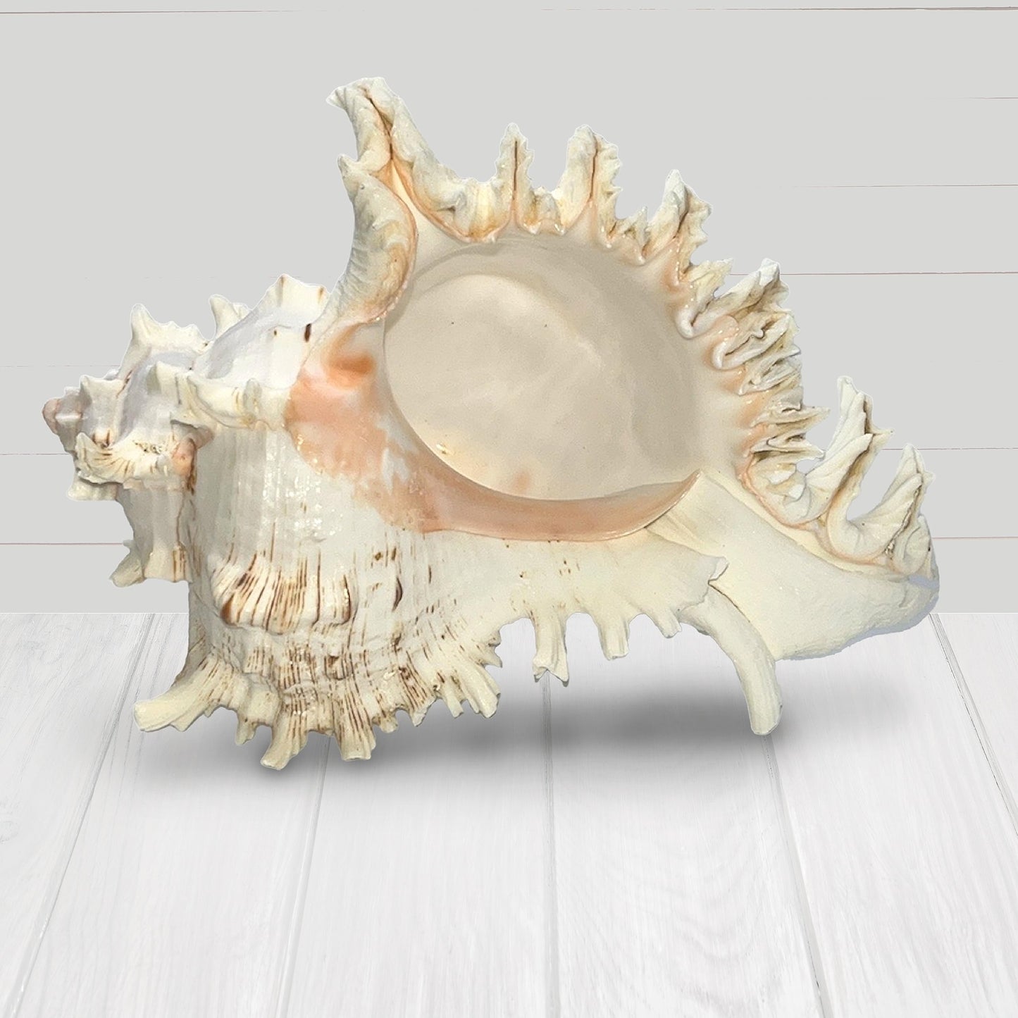 Large Murex Shell