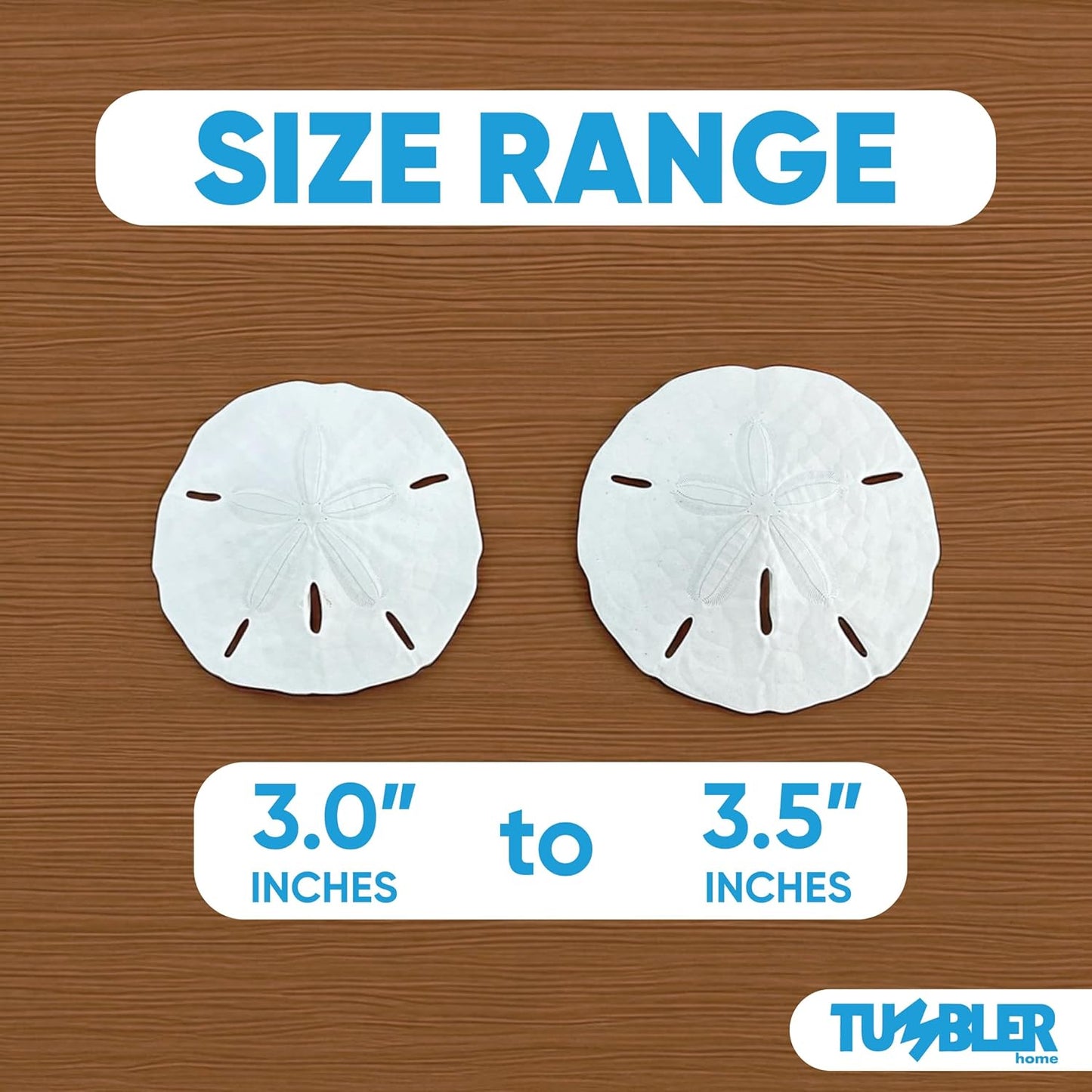 Florida Sand Dollars: 3" to 3.5" Inches