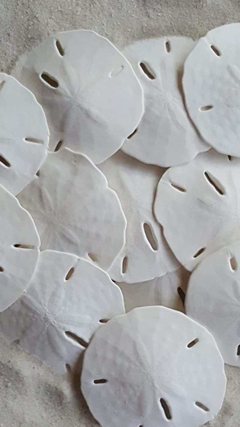 Florida Sand Dollars: 2" inch