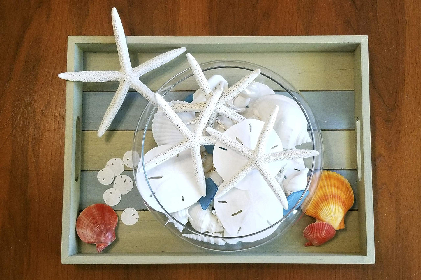 Sand Dollars & Starfish