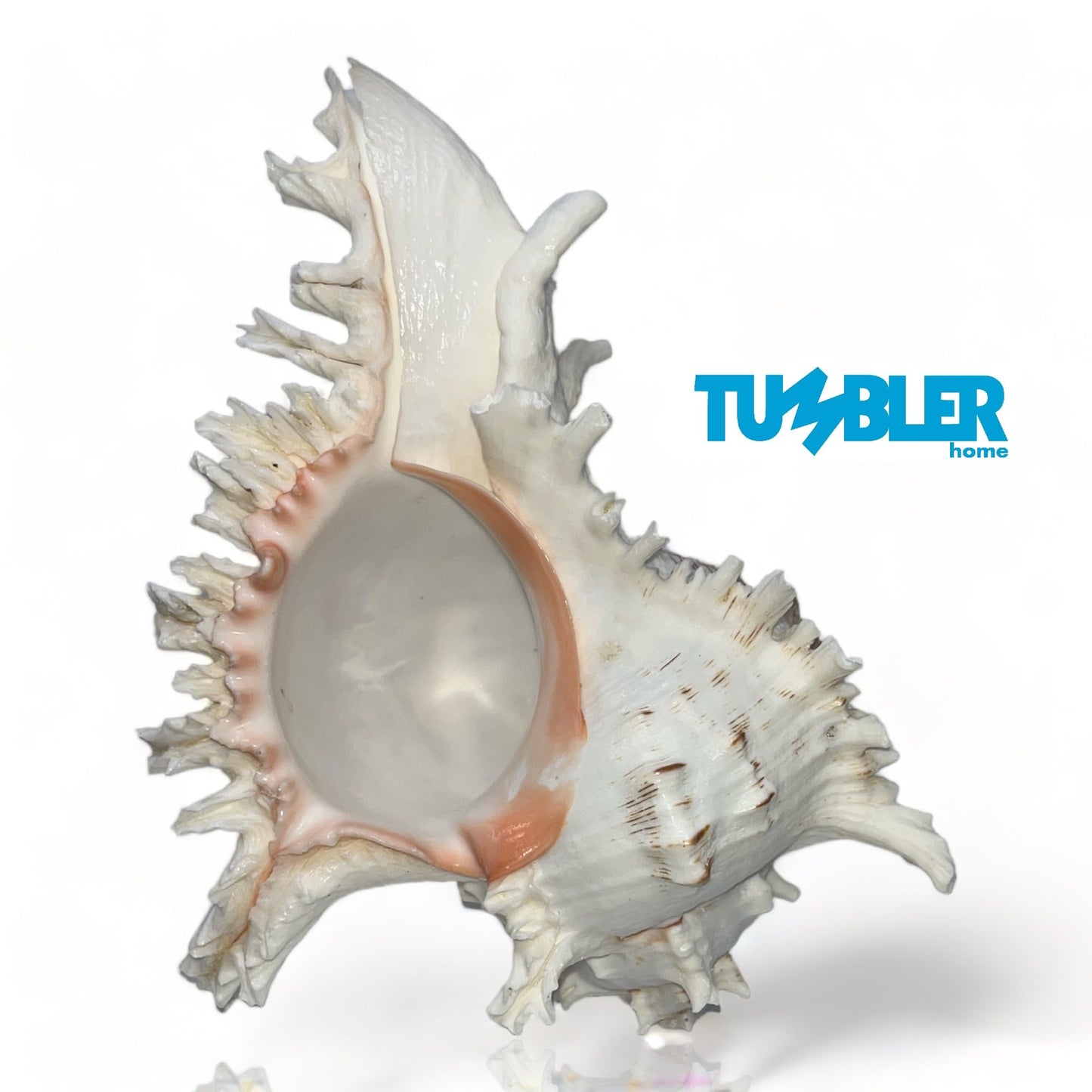 Large Murex Shell