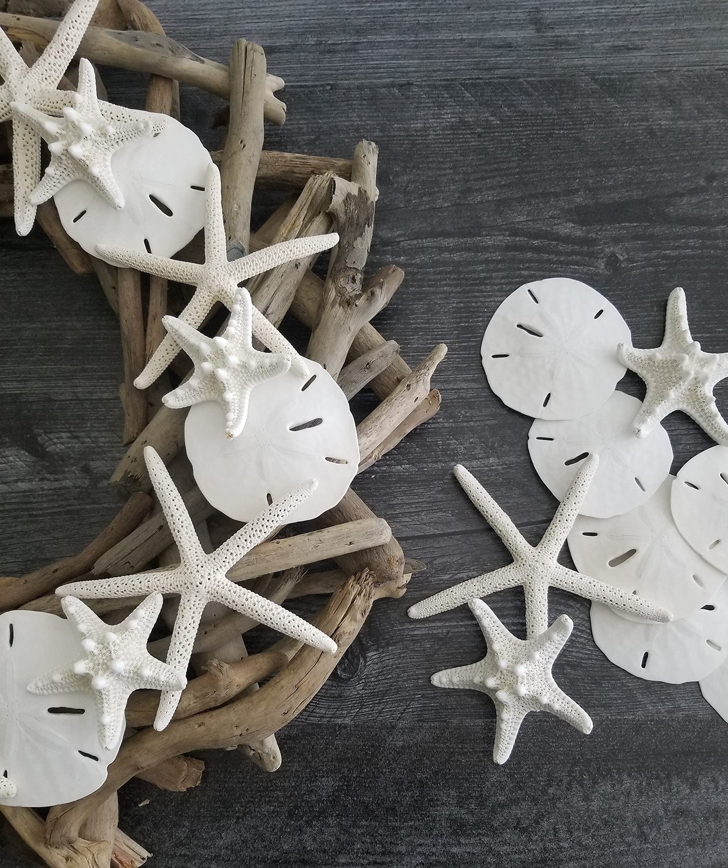 Sand Dollars & Starfish