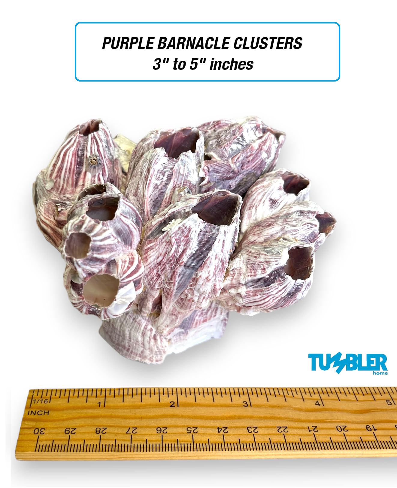Barnacle Cluster for Aquariums & Decor