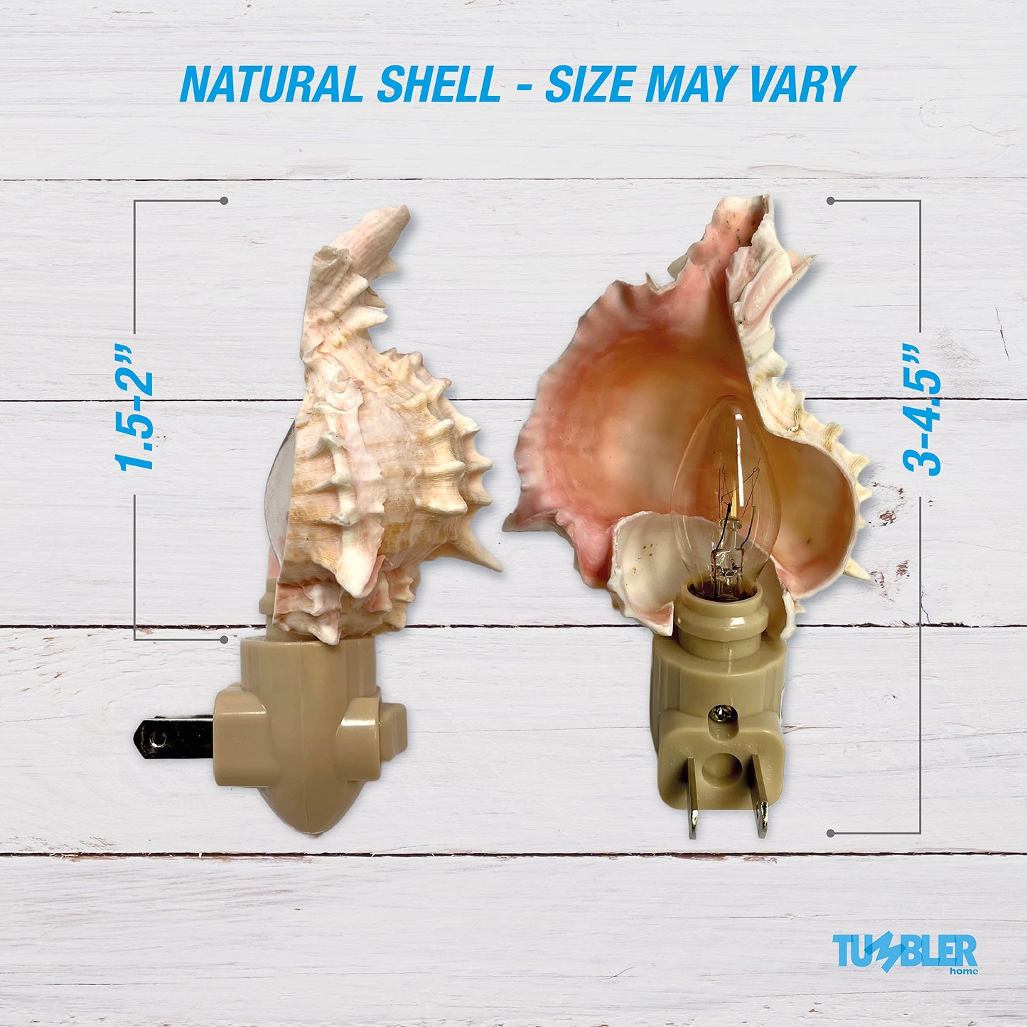 Real Shell Night Lights