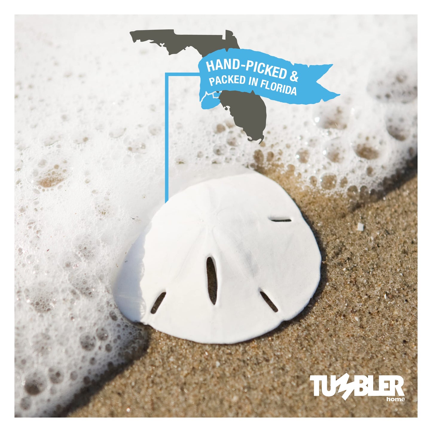 Florida Sand Dollars: 2.5" inch