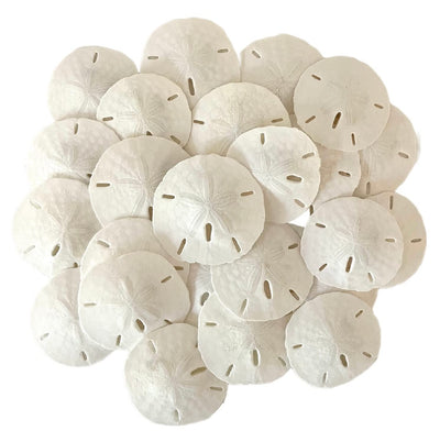 Florida Sand Dollars: 2