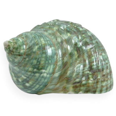 Large Turbo Shells - Jade Green / 1