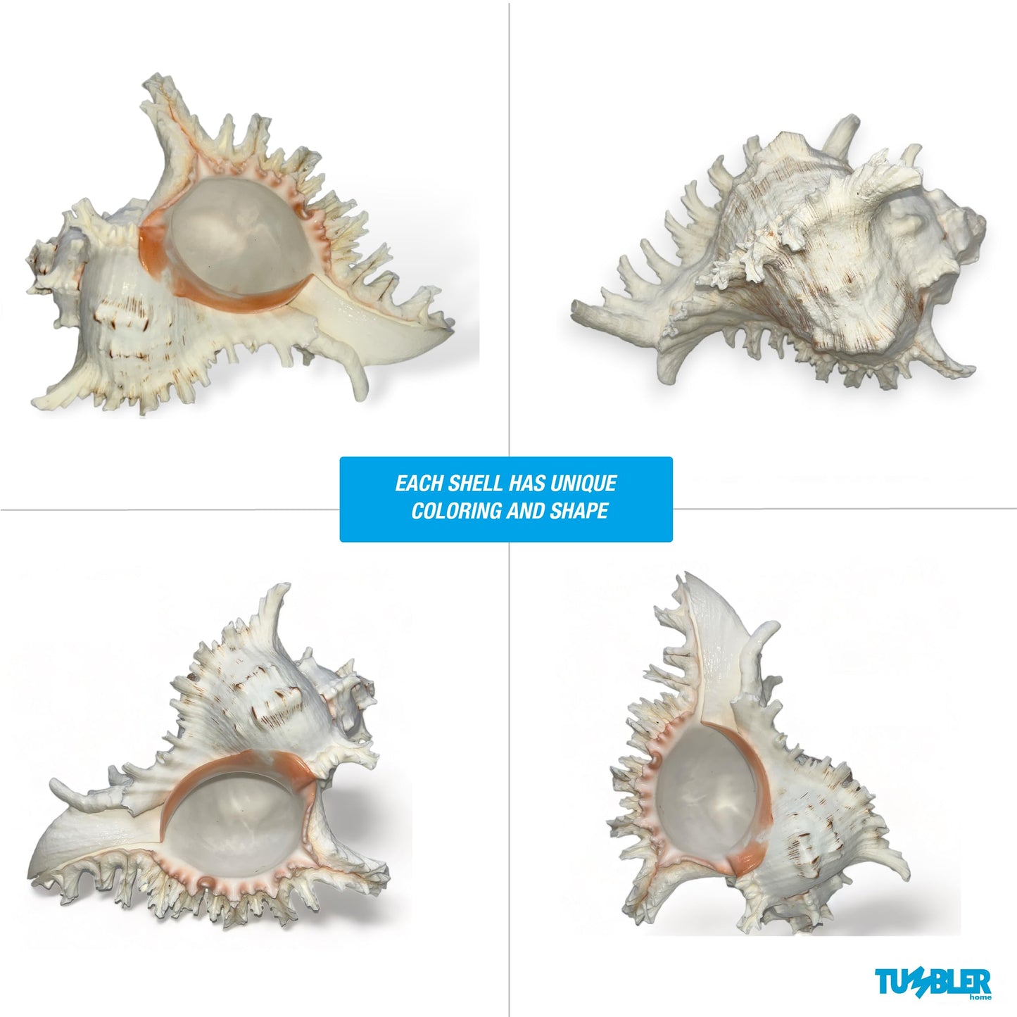 Large Murex Shell