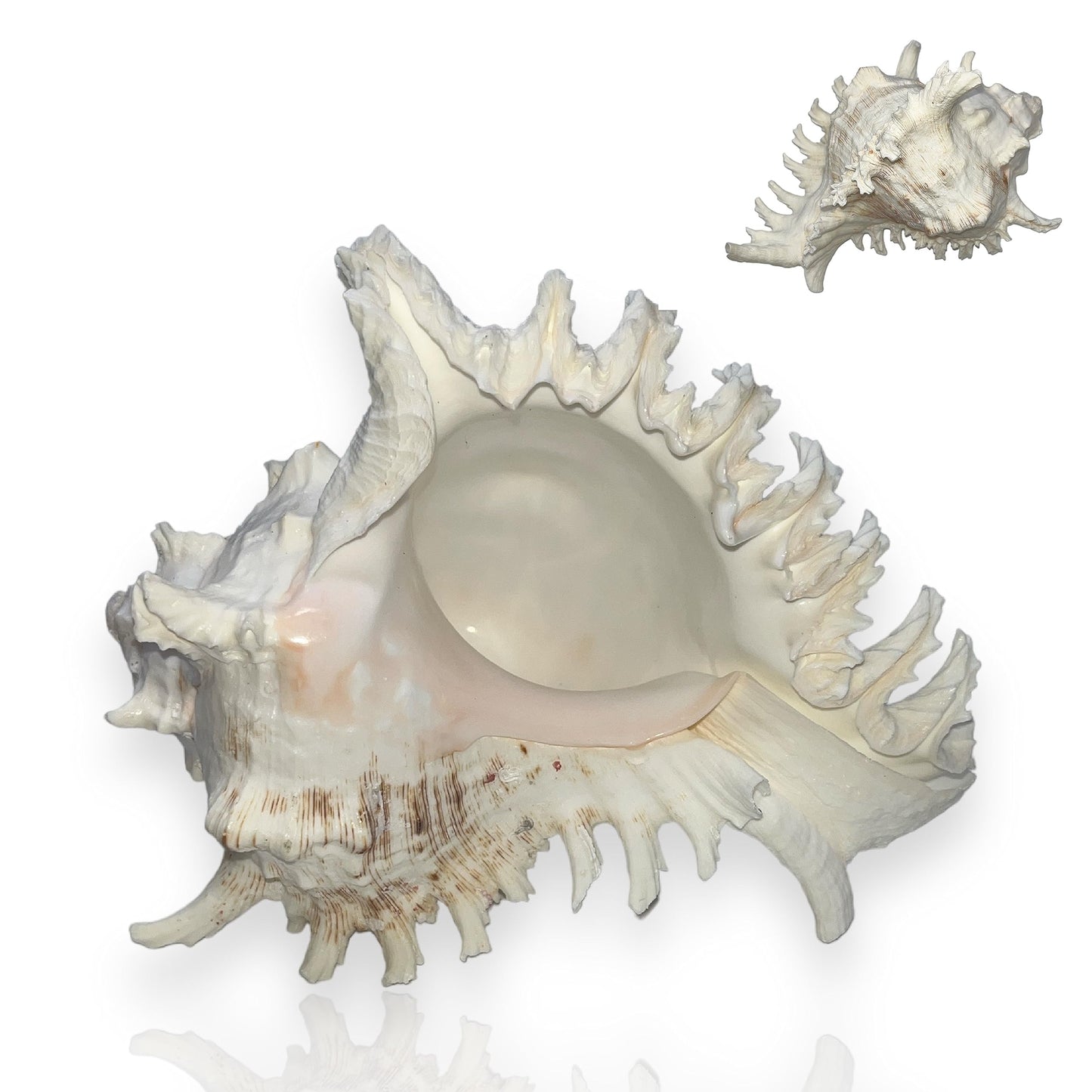 Large Murex Shell