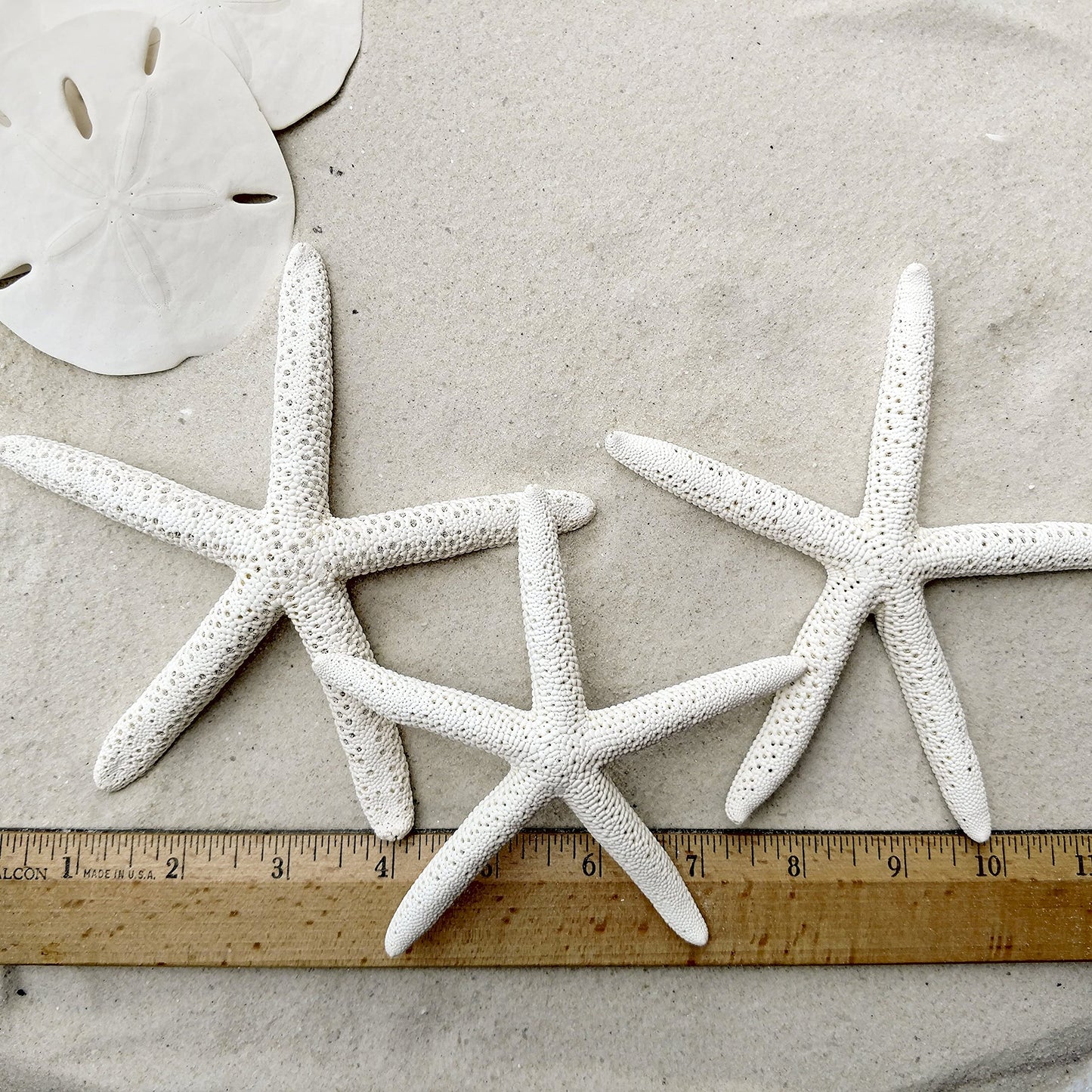 Sand Dollars & Starfish