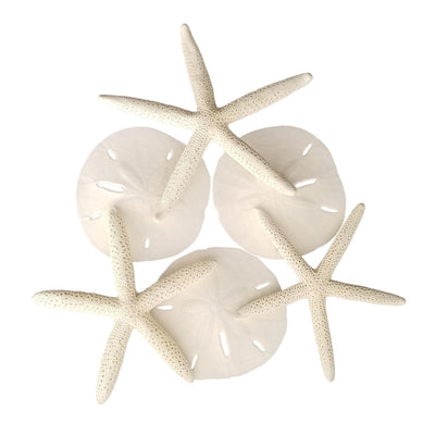 Sand Dollars & Starfish - 6