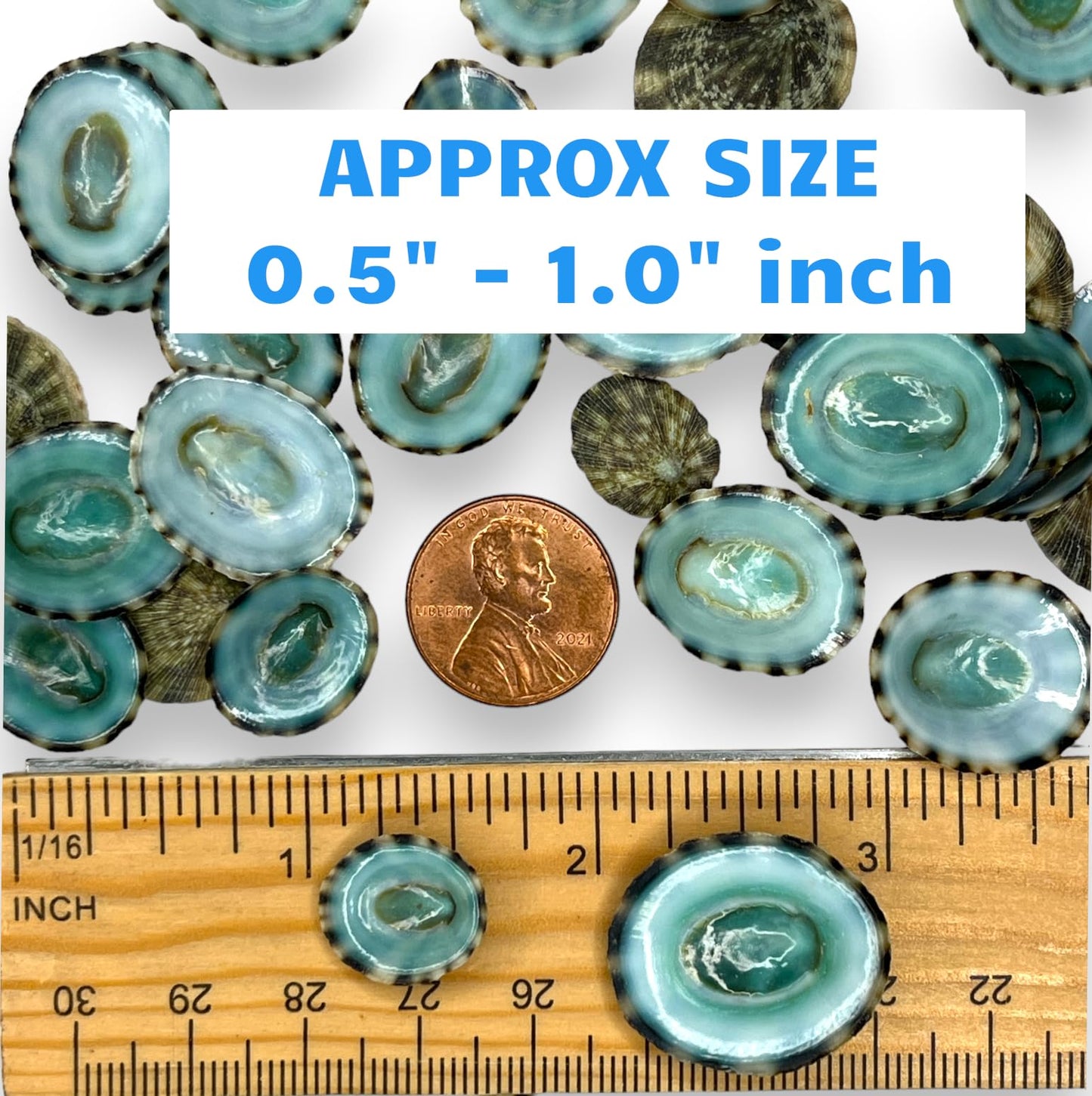 Green Limpet Shells for Crafting (40pcs)