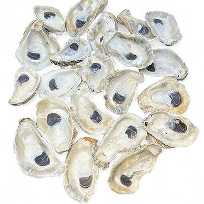 Oyster Shells for Crafts (20 pack) - 3