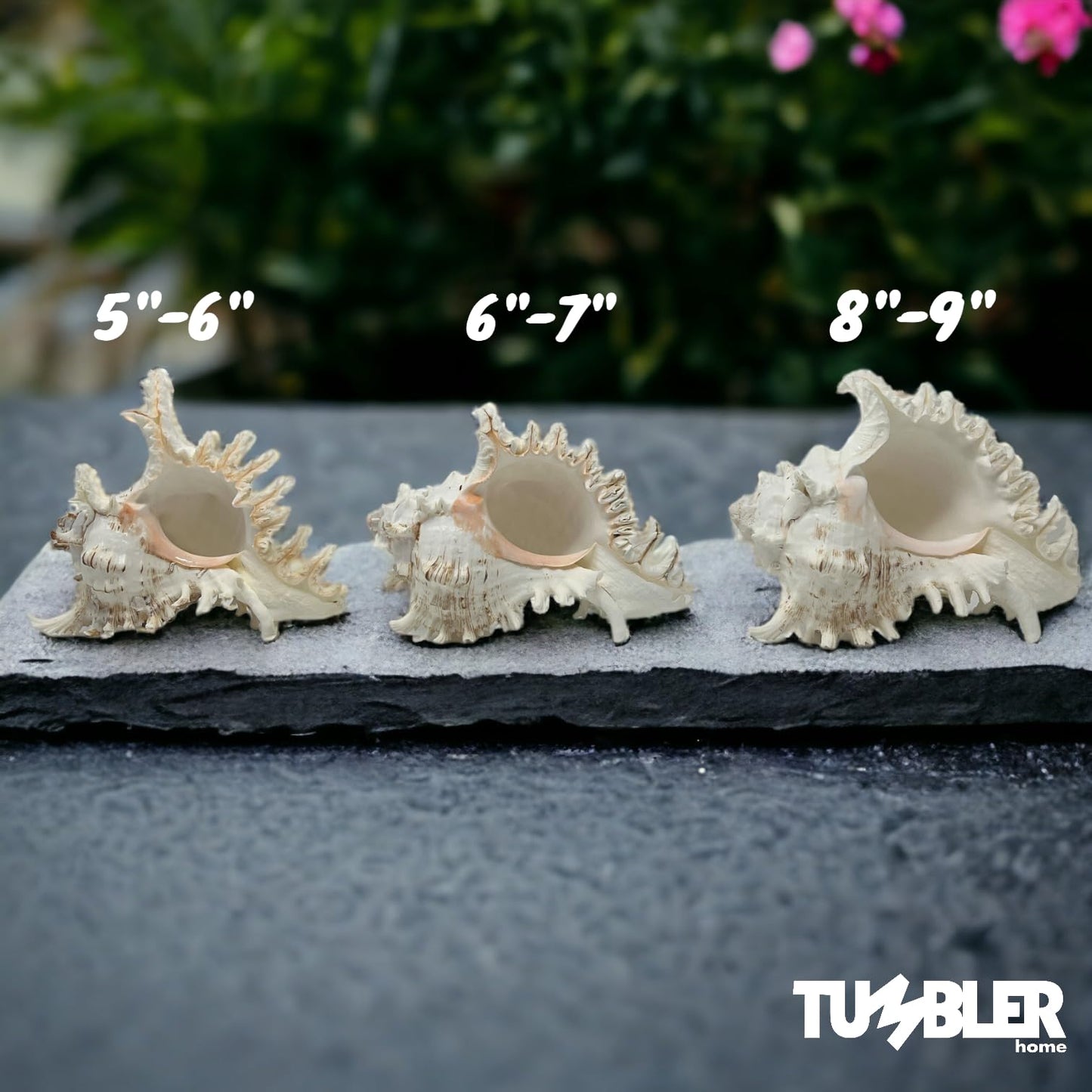 Large Murex Shell