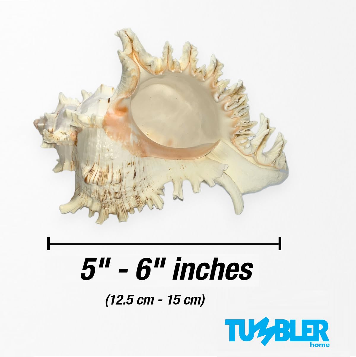 Large Murex Shell