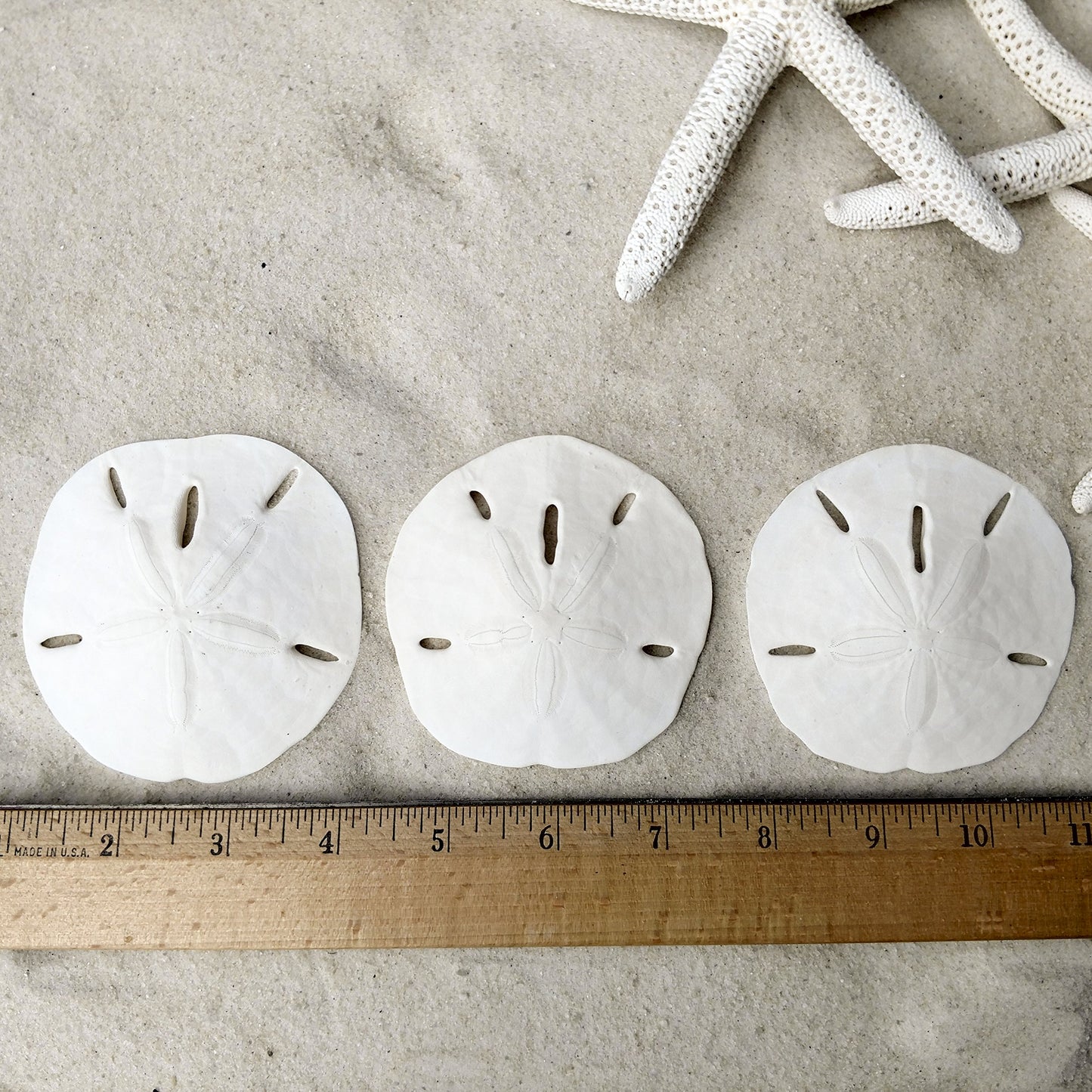 Sand Dollars & Starfish