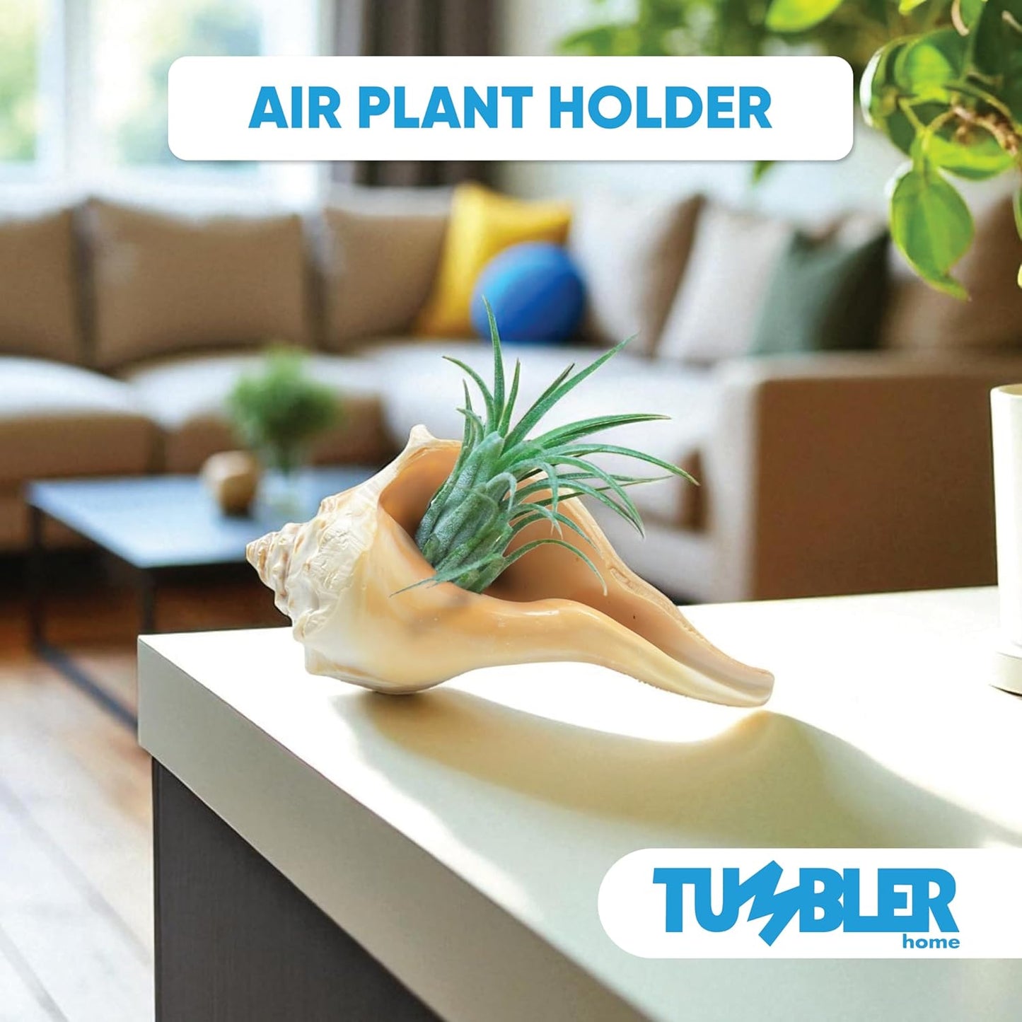 Atlantic Whelk Shell