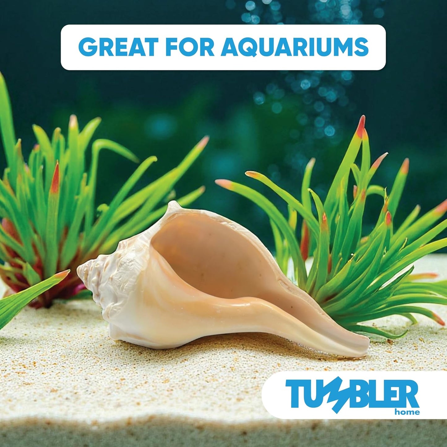 Atlantic Whelk Shell