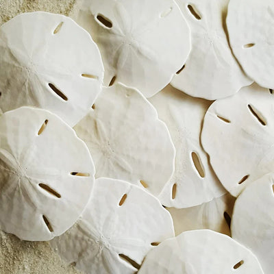 Florida Sand Dollars: 2.5