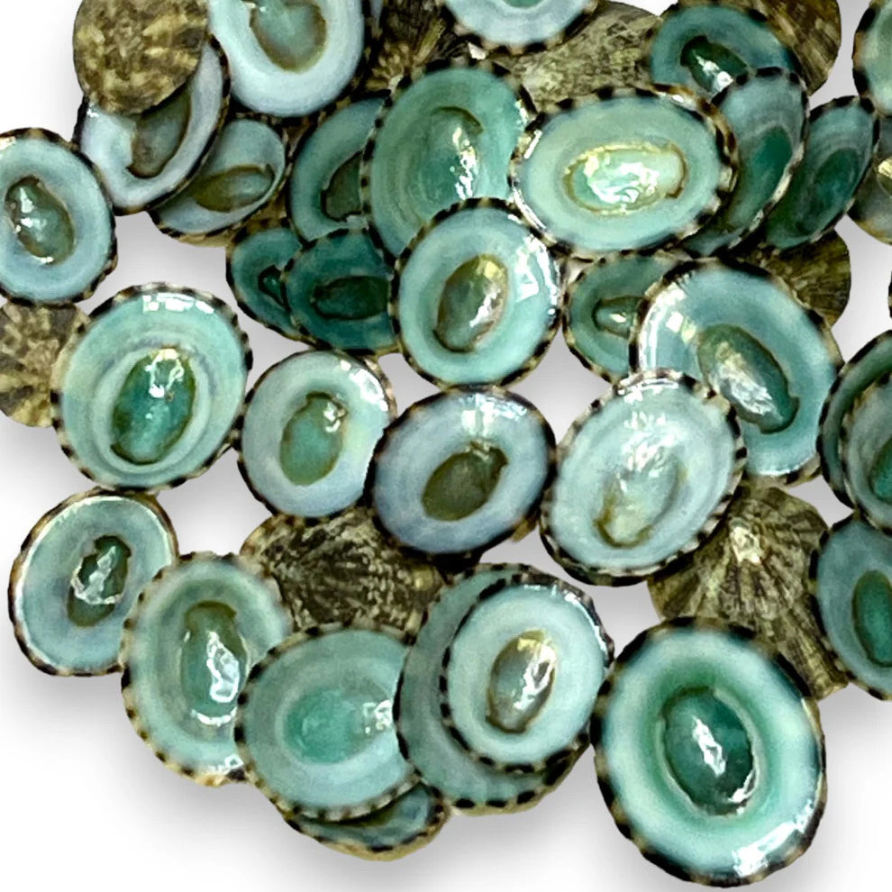 Green Limpet Shells for Crafting (40pcs)