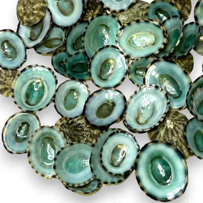 Green Limpet Shells for Crafting (40pcs)