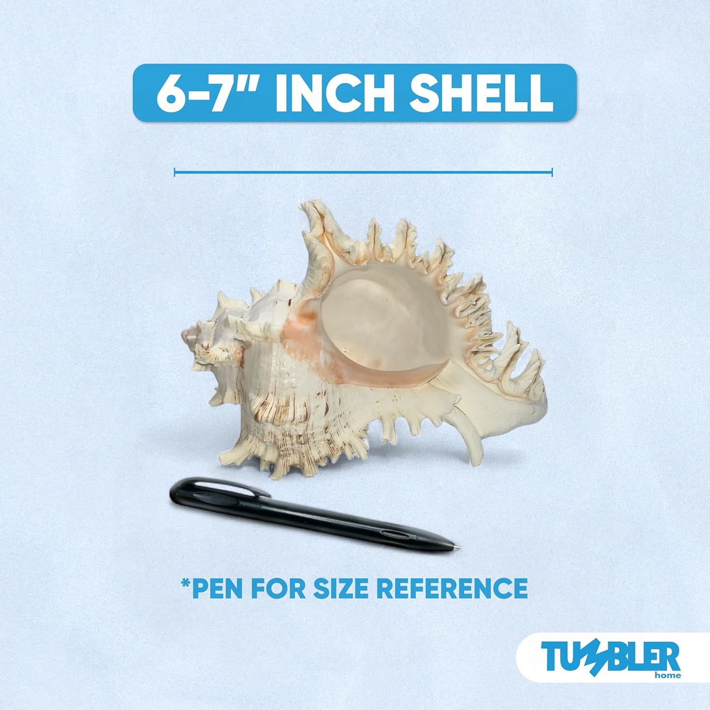 Large Murex Shell