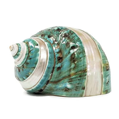 Large Turbo Shells - Jade With Pearl / 1