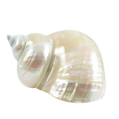 Large Turbo Shells - Pearled / 1