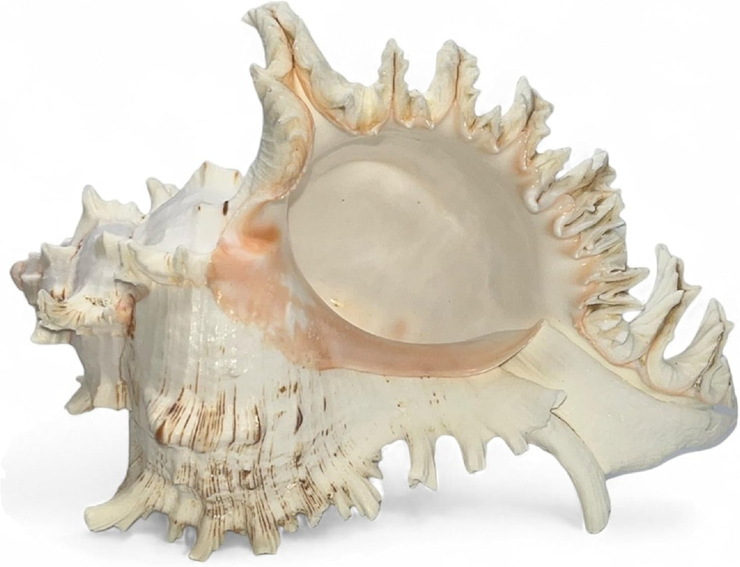 Large Murex Shell