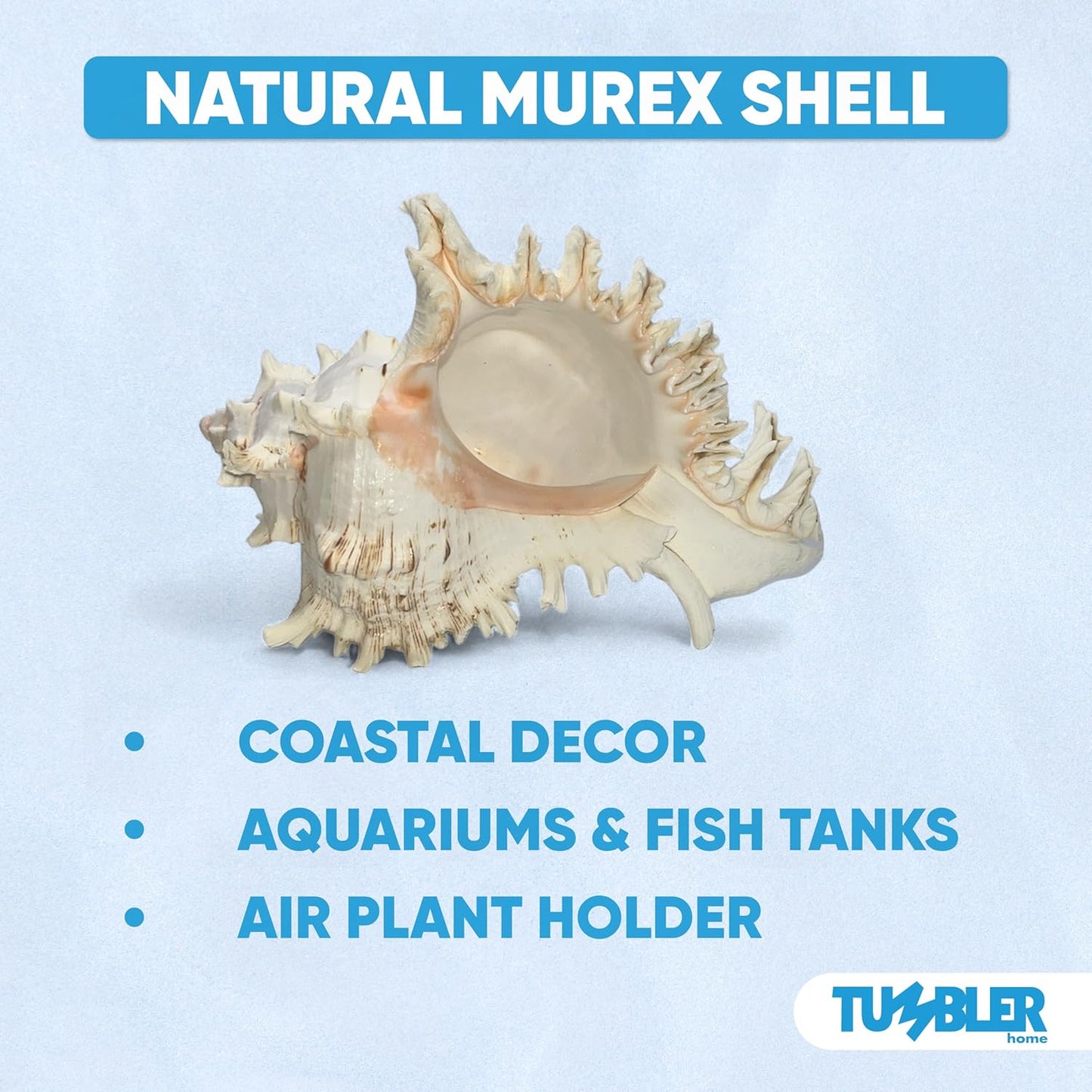Large Murex Shell
