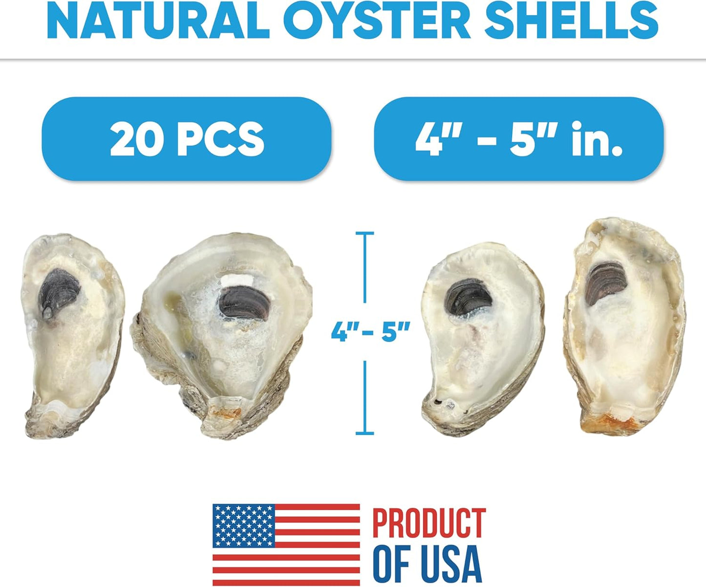 Oyster Shells for Crafts (20 pack)
